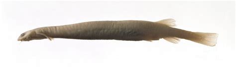 Candiru Photograph by Natural History Museum, London/science Photo ...