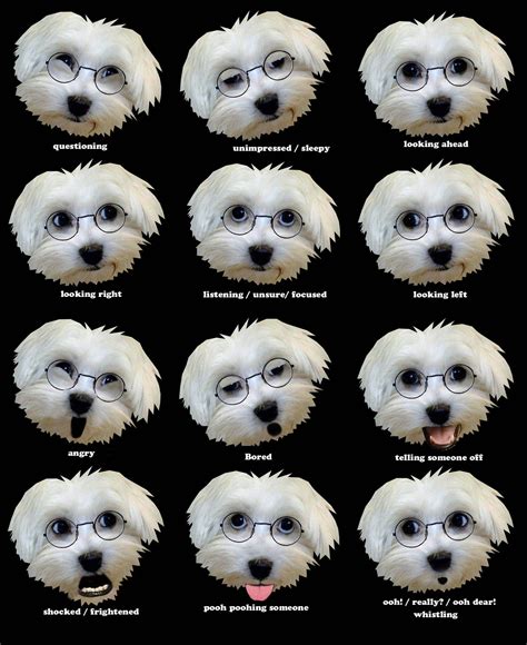 How to read Maltese dog facial expressions... | Maltese dogs, Maltese puppy, Maltese breed