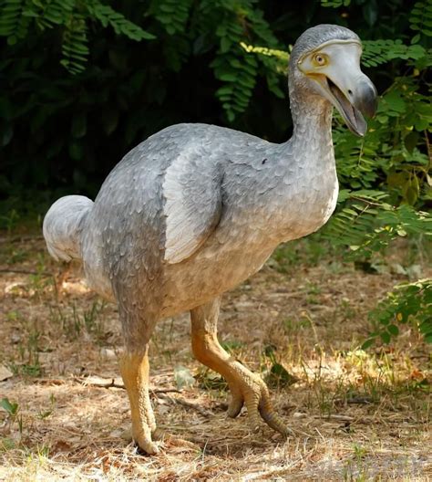 The Dodo Bird that became extinct in the 17th Century Extinct Animals, Rare Animals, Prehistoric ...