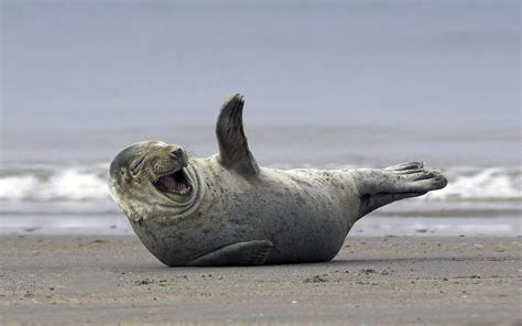 Funny Seal Wallpapers - Top Free Funny Seal Backgrounds - WallpaperAccess