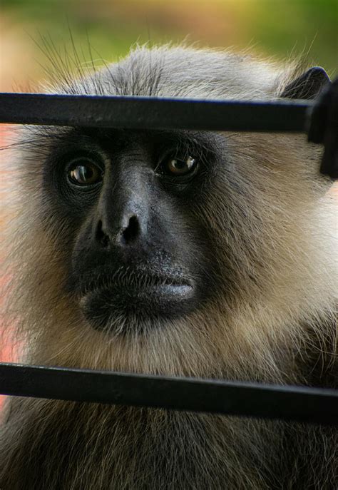 Close-Up Photo of Furry Monkey · Free Stock Photo