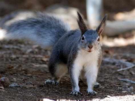 Abert's Squirrel: Agile Tree Dweller with Unique Mating Habits