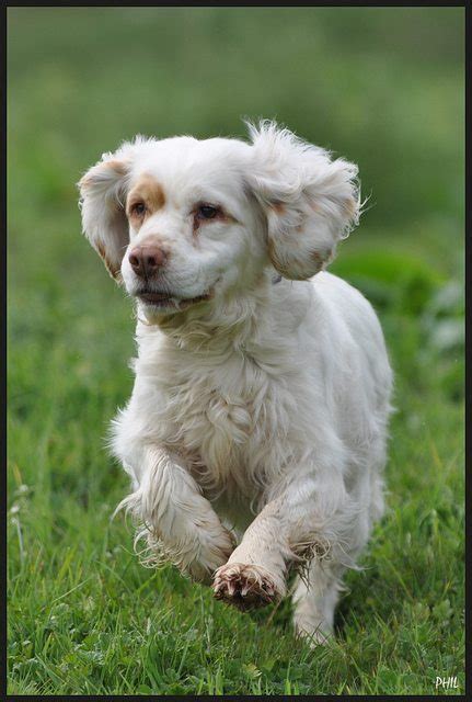 The Clumber Spaniel - Loyal, Steadfast and Affectionate