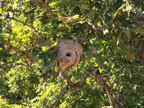 Spicebush Log: A Hornet's Nest