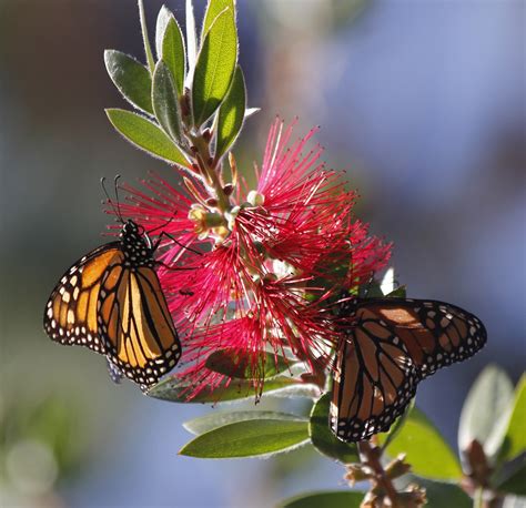 Monarch Grove Butterfly Sanctuary Tours - Book Now | Expedia