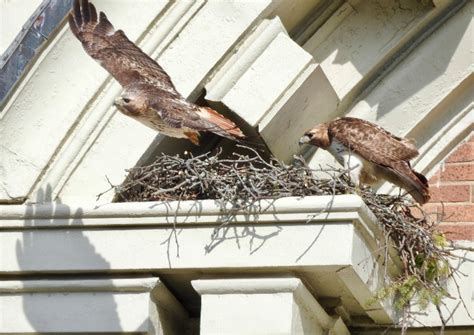 Red Tail Hawk Nest