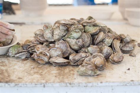 48th Annual Chincoteague Island Oyster Festival - Virginia Aquaculture Oyster Growers