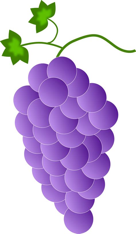 Grape clipart vine clip art, Grape vine clip art Transparent FREE for download on WebStockReview ...