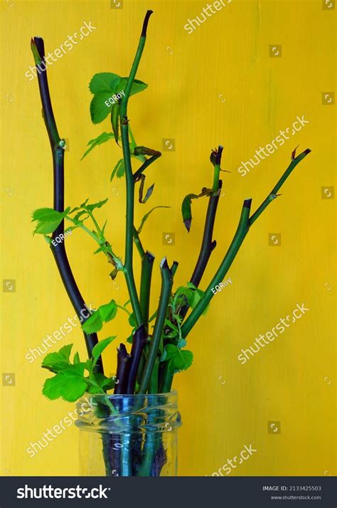 Growing Roots Cut Rose Stems Water Stock Photo 2133425503 | Shutterstock