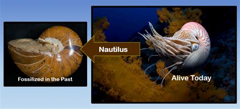 LIVING FOSSILS! 99% OF ALL ORGANISMS FOUND AS FOSSILS ARE STILL ALIVE ...