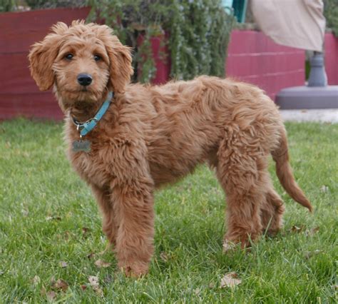 Pudel Golden Retriever Mix: Ein liebevoller und intelligenter Familienhund