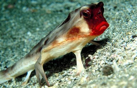 The Pout Of A Red-Lipped Batfish | Amusing Planet