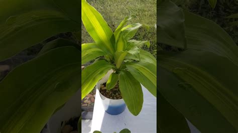 Propagating my Corn Plant AKA Dracaena Massangeana Cane and More - YouTube