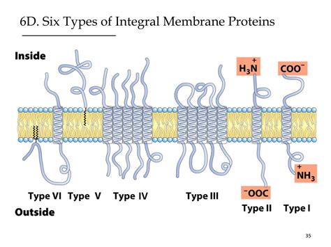 PPT - Biological Membranes PowerPoint Presentation, free download - ID:2012891