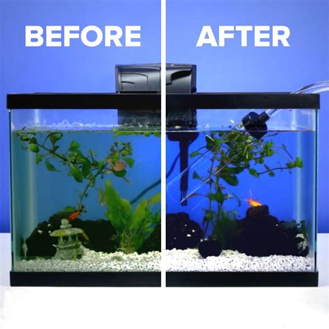 Fish Tank Cleaning Made Easy | Fish tanks | Pinterest | Fish tanks, Fish and Easy