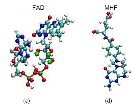 Molecular dynamics simulations of a DNA photolyase protein: High-mobility and conformational ...