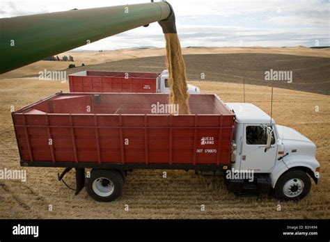 Wheat Harvest in Palouse, Washington, USA Stock Photo - Alamy