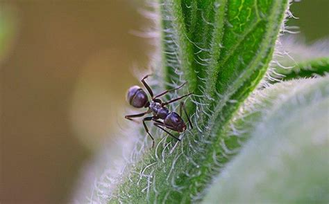 A Guide To Odorous House Ants Found In Washington State | Prosite Pest Control