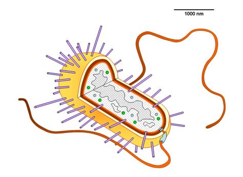 bacterial cell not labeled - Clip Art Library