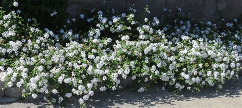 Lantana Ground Cover Images - ground cover and shrubs