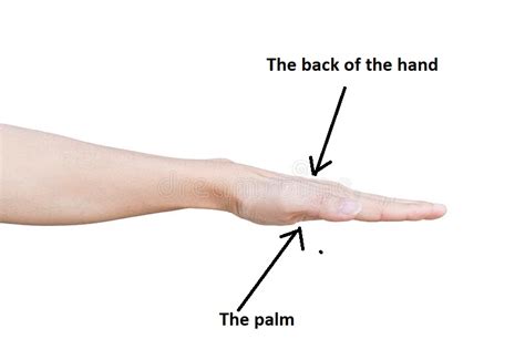 word usage - Does "the hand's flat" refer to the palm only when the hand is open? - English ...