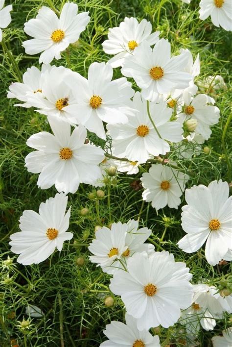 Cosmos Afternoon White 15 Seeds - Etsy | Cosmos flowers, White gardens, Flower garden