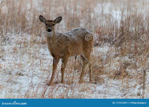 Colorado Bison in Snow Storm Stock Image - Image of looking, closeup ...