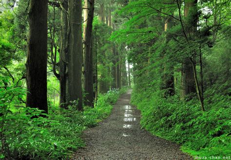 Cedar Trees of the Old Tokaido