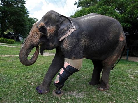 Injured Elephant Who Lost Her Leg Gets A Prosthetic - Amazing!