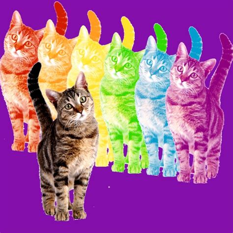 "rainbow cats" by herizon | Redbubble