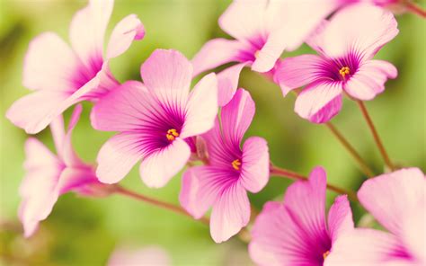 Free Wallpaper Of Flowers: Pretty Purple Verbena In The Background Of Green | Free Wallpaper World