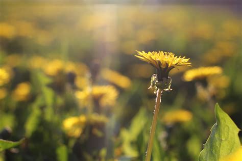 Free stock photo of beam, beautiful, blossom