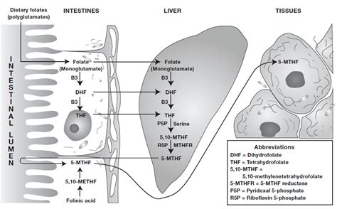 Folato, ácido folínico y metiltetrahidrofolato | FX Medicina | Wzrost