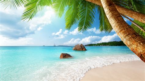 beach, 4k, 5k, palm. ocean HD Wallpaper