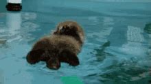 Sloth Swimming Gif