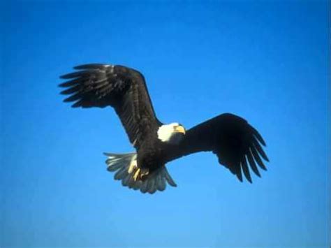 Bald Eagles Flying - YouTube