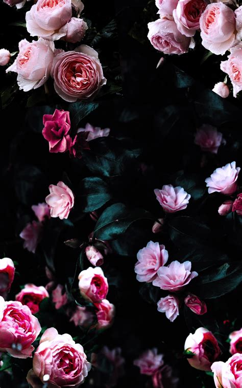 🔥 Free download Flowers to light you Up on a dark Day Plant wallpaper Dark [1350x2160] for your ...