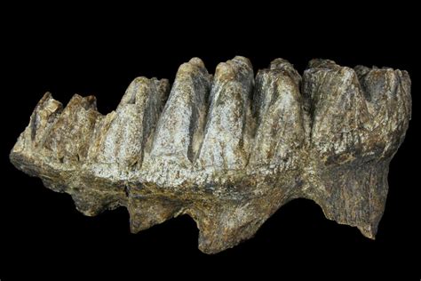 5" Partial, Fossil Stegodon Molar - Indonesia (#156720) For Sale ...