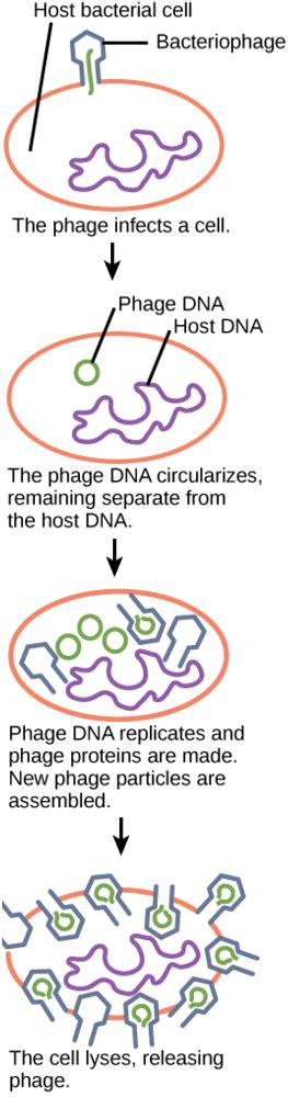 Lytic Cycle Diagram 5 Steps