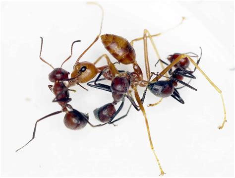 New ant species from Borneo detonates itself to defend its colony