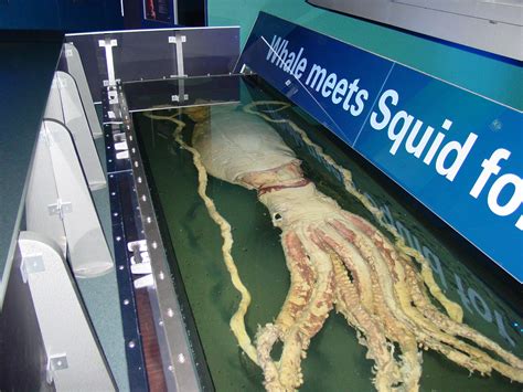 Giant Squid, Once A Myth, Today A Reality | Animal Photo