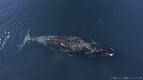 Bowhead whales feed year-round in Cumberland Sound, Nunavut - Marine ...