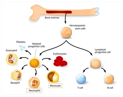 # 58 The immune system - Phagocytes | Biology Notes for A level