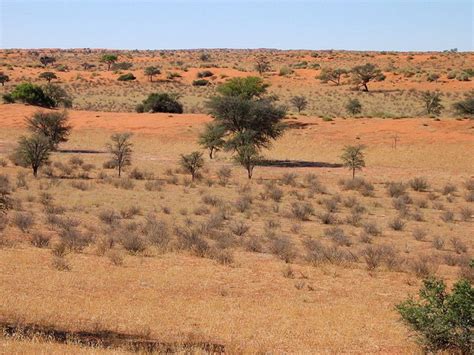 Kalahari Desert Plants - Kalahari Desert