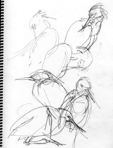 5 Steps to Better Bird Drawing | Bird drawings, Drawings, Bird sketch