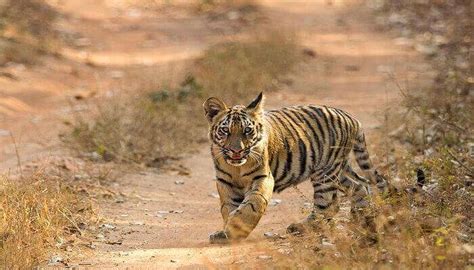 Top 5 Wildlife Sanctuaries Near Nagpur That One Should Visit In 2023!