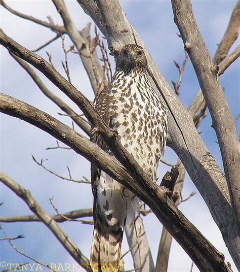 Juvenile Northern Goshawk | Flickr - Photo Sharing!