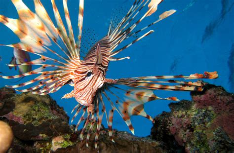 The Best Seafood Restaurants In Cozumel