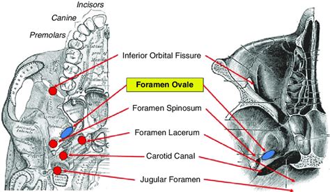 Skull Foramen Anatomy