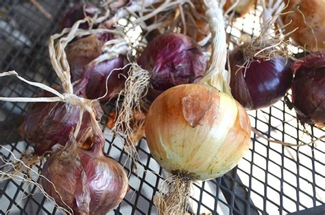 Harvesting Onions | Hip Chick Digs